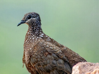 Chestnut-quilled Rock-Pigeon - Petrophassa rufipennis in Australia