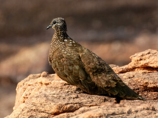 Chestnut-quilled Rock-Pigeon - Petrophassa rufipennis in Australia