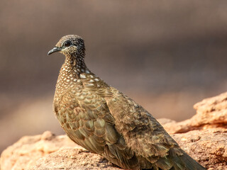 Chestnut-quilled Rock-Pigeon - Petrophassa rufipennis in Australia