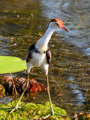 Comb-crested Jacana - Irediparra gallinacea in Australia