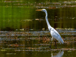 Great White Egret - Ardea alba in Australia