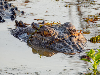 Estuarine crocodile (Crocodylus porosus) in Australia