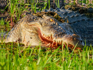 Estuarine crocodile (Crocodylus porosus) in Australia