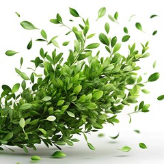 Green boxwood leaves flying isolated on white background