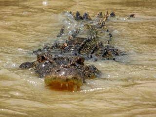 Estuarine crocodile (Crocodylus porosus) in Australia