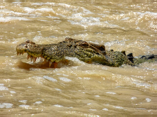 Estuarine crocodile (Crocodylus porosus) in Australia