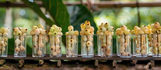 Research Setup for Pollination Analysis with Longan Flowers in Test Tubes
