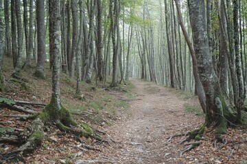 Fototapeta premium A serene walk through a tranquil forest path lined with tall trees in early autumn