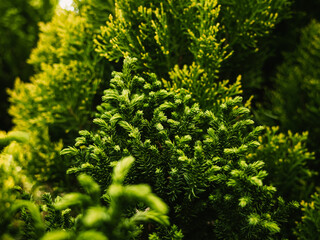 Fototapeta premium Tree leaves