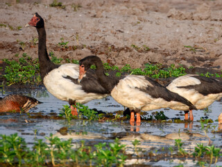 Obraz premium Magpie Goose - Anseranas semipalmata in Australia