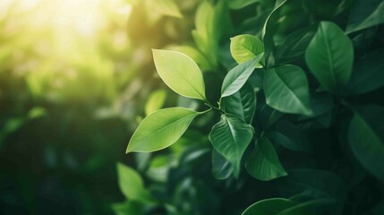Obraz premium Vibrant Green Leaves in Sunlight - Fresh, Lush Foliage Nature Scene 