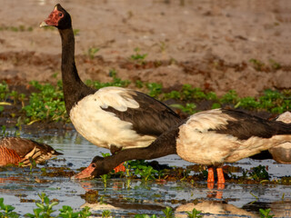 Magpie Goose - Anseranas semipalmata in Australia