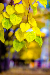 Autumn background-yellow leaves in the city Park 