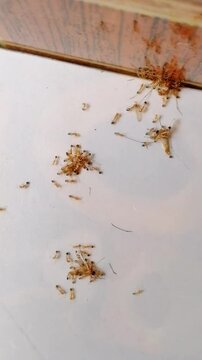 Ants are eating mosquito. Experiment test to create genetically DNA modified ants in laboratory that will eat only mosquito from nature, so that it will decrease ratio of diseases spread by mosquitoes