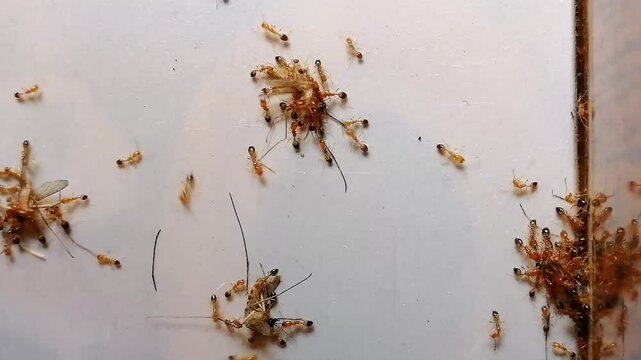 Ants are eating mosquito. Experiment test to create genetically DNA modified ants in laboratory that will eat only mosquito from nature, so that it will decrease ratio of diseases spread by mosquitoes