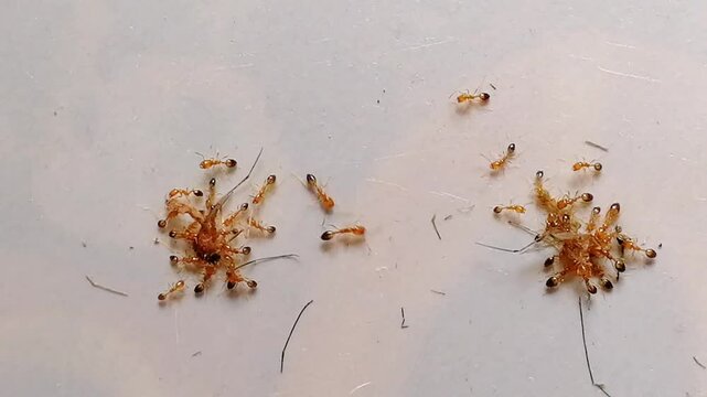 Ants are eating mosquito. Experiment test to create genetically DNA modified ants in laboratory that will eat only mosquito from nature, so that it will decrease ratio of diseases spread by mosquitoes