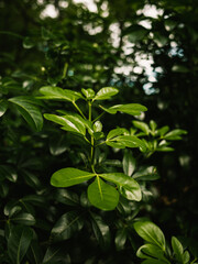 green leaves in the forest