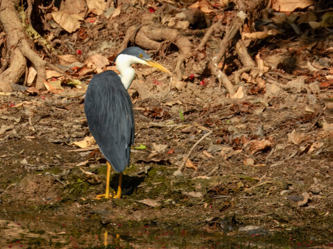 Pied Heron - Egretta picata in Australia
