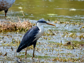 Pied Heron - Egretta picata in Australia