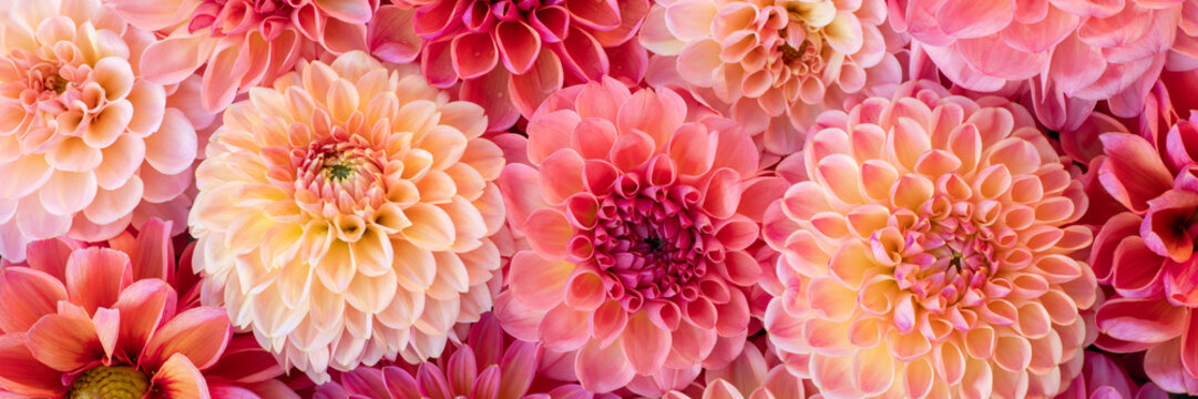 Pink dahlia blooms background. Coral and blush dahlia flowers close up. Floral wallpaper.