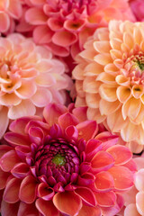 Fototapeta premium Pink dahlia blooms background. Coral and blush dahlia flowers close up. Floral wallpaper.
