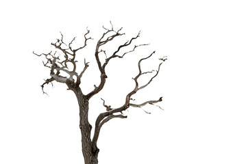 Obraz premium tree, branch, nature, vector, illustration, leaf, plant, spring, silhouette, flower, design, season, wood, art, autumn, trunk, black, drawing, summer, growth, green, old, environment, blossom, forest