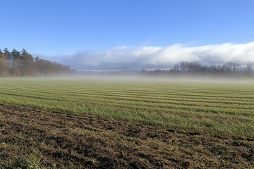 Morning mist envelops a serene green field at dawn with trees lining the horizon