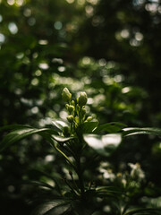 Leaves and flower buds