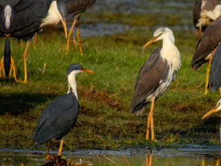 Pied Heron - Egretta picata in Australia