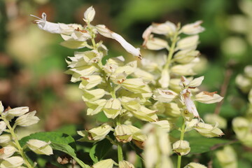 Salvia splendens or salvia mojave white flower blooming in a garden.