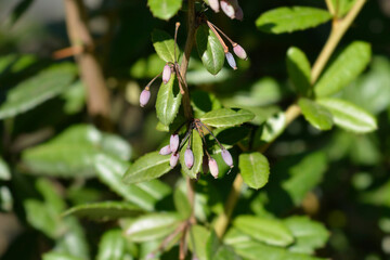 Wintergreen barberry branch with berries