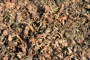 A ground covered in dry hazelnut husks