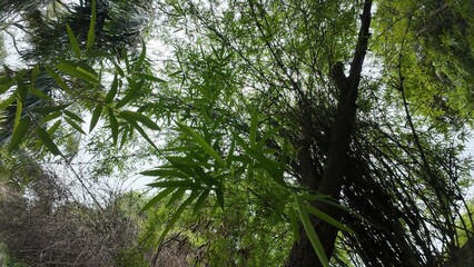 Fototapeta premium Natural Canopy of Intertwined Tree Branches with Vibrant Green Foliage