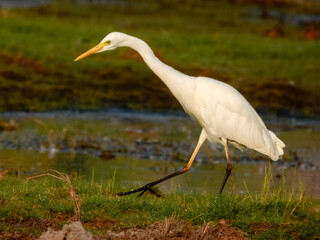 Plumed Egret - Ardea plumifera in Australia