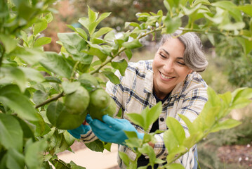 Close up of woman smiling while picking limes