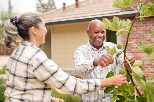 Couple working together to cut figs from a tree