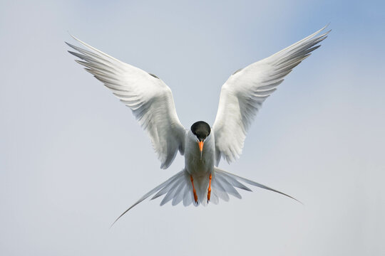 Forster's tern hovering in flight, wings outstretched like an angel