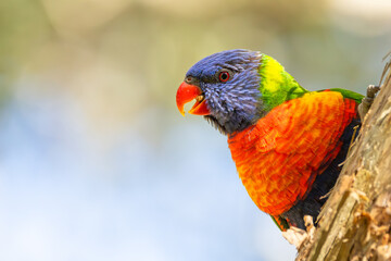 A close up of a colourful parrot, (rainbow lorikeet,) peeking around a tree branch to screech at the world in a park in Currumbin, Gold Coast, Australia.
