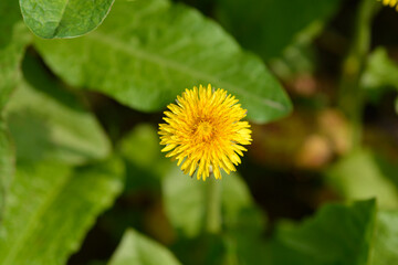Common dandelion flower © nahhan