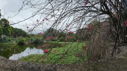 Tranquil Pond with Bougainvillea in Bloom