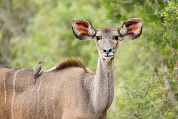A beautiful kudu cow with gorgeous ears and an oxpecker on her back stares warily at the photographer as she stands against a backdrop of her bush habitat in a game reserve in Africa.
