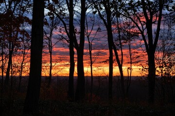 Naklejka premium Stunning autumn sunset glow through the bare trees in a tranquil woodland landscape at dusk