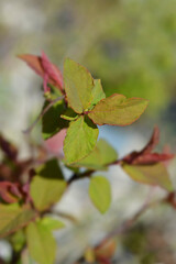 Japanese spirea Double Play Blue Kazoo leaves