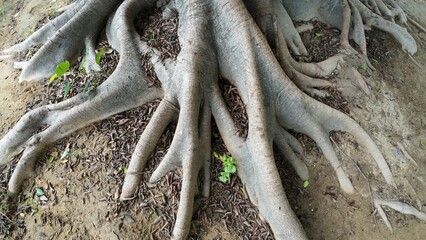 roots of a tree