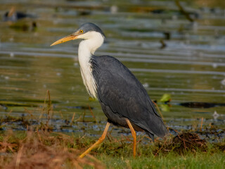 Pied Heron - Egretta picata in Australia