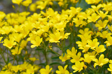 Dolomite flax flowers