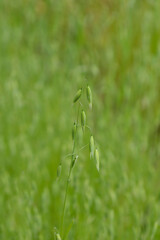 Common oat in the field
