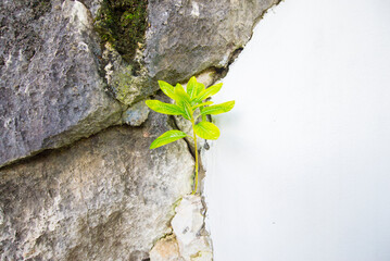 Trees grow on walls with differences