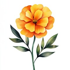 Fototapeta premium A vibrant orange flower with green leaves on a white isolated background, showcasing its natural beauty.