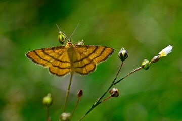 Goldgelber Magerrasen-Zwergspanner // Golden-yellow wave (Idaea aureolaria)